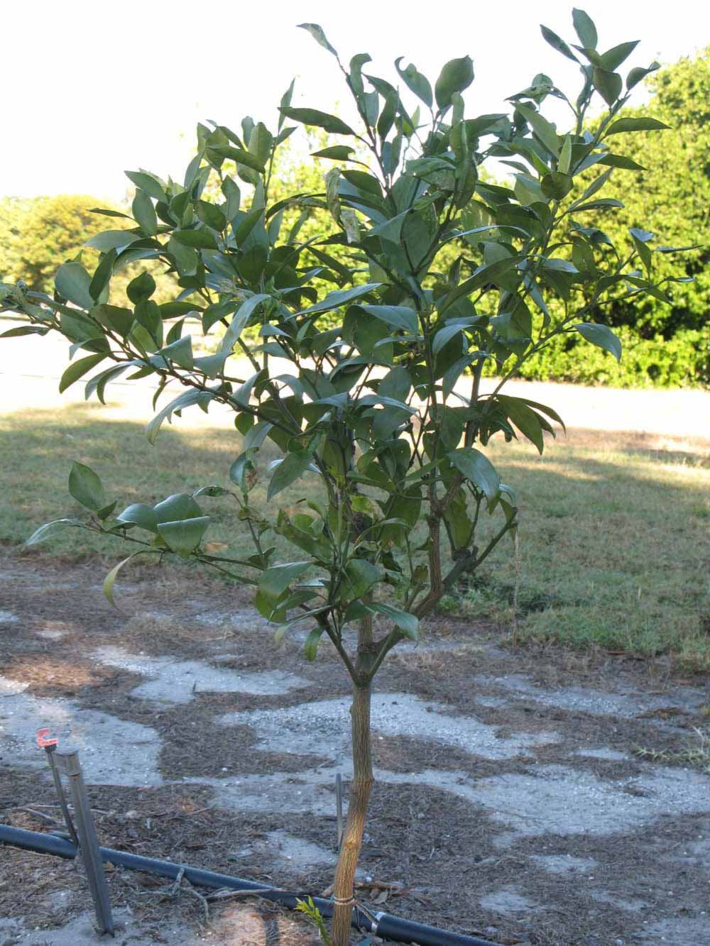              Habit (Winter Haven, FL)       